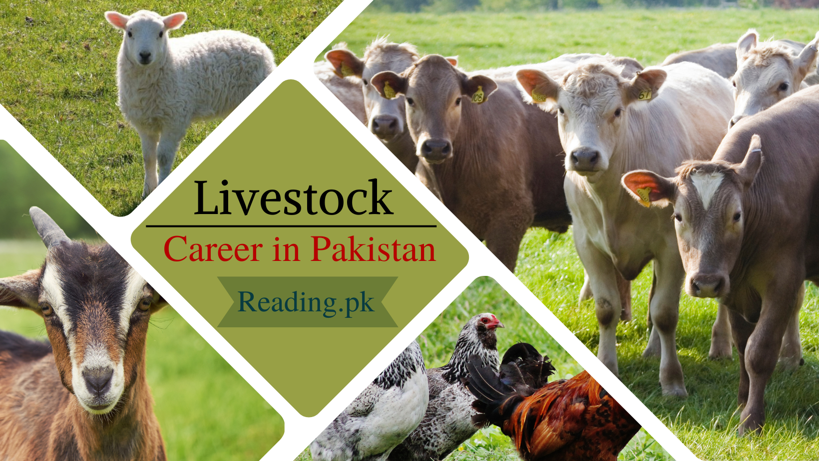 Livestock Career in Pakistan | Courses, Jobs and Business 